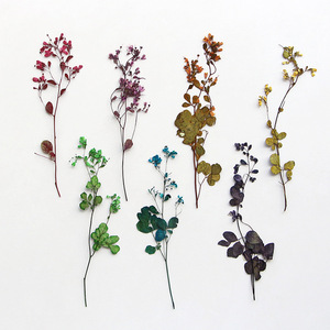 Flores Prensadas <span class=keywords><strong>de</strong></span> Columbine Siberiana y Medio-Rue para Marcos <span class=keywords><strong>de</strong></span> Fotos y Arte en Resina - Product Image 5