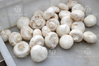 Grote Supermarkt Automatische Abrikoos Abalone Paddestoel Snijmachine Droge Champignon Peper Snijmachine