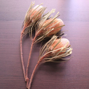Ideas de Productos Nuevos 2025: Flores Secas de Protea Banksia Rosa Preservadas para Decoración de Bodas, San Valentín, Graduaciones y Navidad - Product Image 6