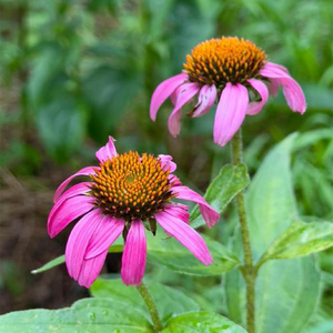 Yüksek kaliteli saf doğal ekinezya Purpurea özü tozu ekinezya özü - Product Image 3