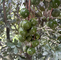 Noix de Macadamia de Qualité Supérieure Origine Yunnan Faible MOQ Service Complet Personnalisez Votre Saveur Source Directe