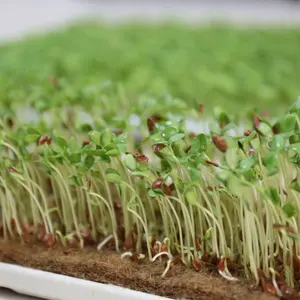 Iuta Fibra di Ago Feltro per Microgreen Coltivazione di Pastiglie