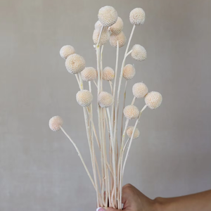 <span class=keywords><strong>B</strong></span> - 2 séchées Craspedia Dry <span class=keywords><strong>Billy</strong></span> Balls Fleurs séchées Décoration de la maisonArrangements floraux <span class=keywords><strong>Billy</strong></span> Boutons Décoration de mariage Cadeaux - Product Image 1