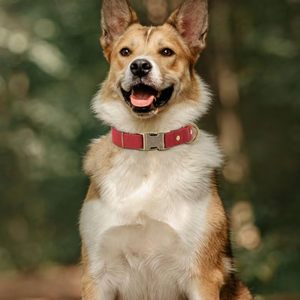 Collar de Nailon Resistente de Primera Calidad con Acolchado Suave y Cierre Metálico de Liberación Rápida para Perros - Product Image 2