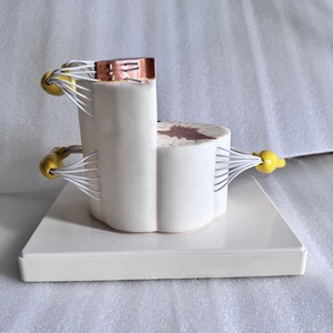 Modelo Anatómico de Médula Espinal Humana para Ciencias Médicas, Material de PVC, Uso Educativo - Product Image 5