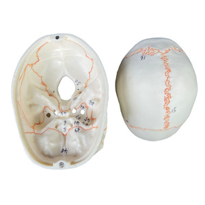 Modello di Cranio Umano a Metà Grandezza Numerato in PVC, Mini Modello di Osso Craniale per Insegnamento Medico, Riferimento per Pittura Artistica, Scheletro Umano - Product Image 3