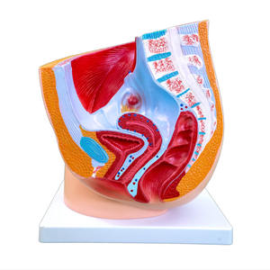 Modelo Anatómico de Pelvis Femenina Humana de PVC Avanzado, Sección 1, para Educación Médica y Científica - Product Image 3