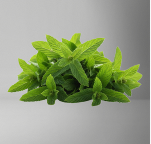 Extrait de menthe poivrée TW PDRN 1000 ppm, matière première cosmétique concentrée de polynucléotide de haute pureté dérivée de plantes - Product Image 1