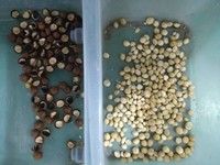 Wenyao Hete Nieuwe Producten Rijst Soja Walnoot Cashew Pistache Noot Amandel Kleur Sorter Machine Wereldwijd Leverancier