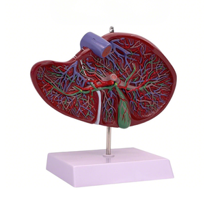 Anatomical Model Liver Pancreas Duodenum Spleen <strong>Blood</strong> <strong>Vessels</strong> Structure for Medical Education PVC for Schools Medical Schools - Product Image 6