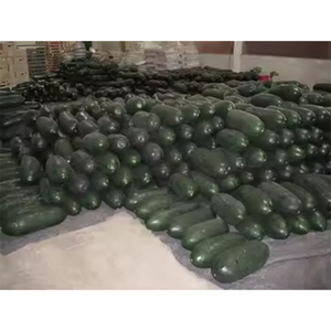 แตงโมฤดูหนาวสดสำหรับแตงโมใหญ่ขายส่ง - Product Image 1