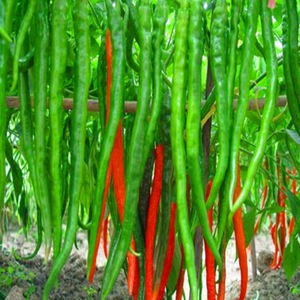 Pimiento rojo seco largo <span class=keywords><strong>de</strong></span> <span class=keywords><strong>cayena</strong></span> Erjingtiao para condimentos <span class=keywords><strong>de</strong></span> alimentos <span class=keywords><strong>Chile</strong></span> Erjingtiao - Product Image 2