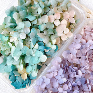 Flores Secas Preservadas para Boda, Hortensia <span class=keywords><strong>Annabelle</strong></span> - Product Image 2
