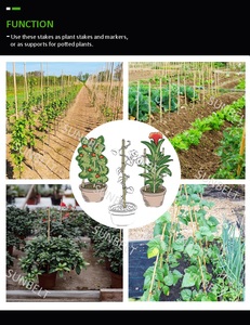 عصي قصب الخيزران للبيع بمقاسات 3M و 4M أو حسب الطلب - Product Image 5