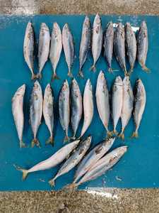 صولجان الماكريل من شركة تصنيع المحيط الهادئ ، صولجان الماكريل الجديد ، الماكريل المجمد japonicus ، الماكريل - Product Image 3