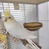 Nid de reproduction pour oiseaux, canaris, pinsons, perroquets, nid en corde de chanvre tissée