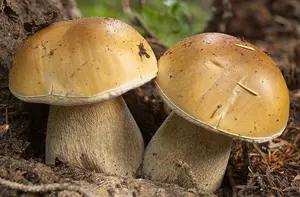 Immunity Enhancing Material Boletus Edulis Mushroom Extract Powder Polysaccharide