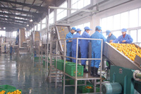 5 T/h Industriële Mango Pulp Verwerking Mango Sap Productielijn Mango Jam Maken Machine