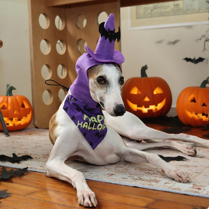 Conjunto de Lujo de Sombrero y Pañuelo de Poliéster para Mascotas, Estilo Sólido, Accesorios de Disfraz de Halloween para Gatos y Perros para el Verano - Product Image 5