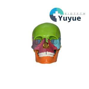 Mini modelo de cráneo codificado por colores (desmontable en 15 partes) - Herramienta educativa de anatomía - Product Image 1