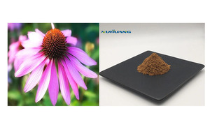 Прямое качество с завода, экстракт эхинацеи, хикорная кислота, 2% порошок эхинацеи HPLC - Product Image 4