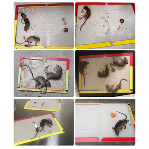 Piège à souris personnalisé en usine, <span class=keywords><strong>meilleur</strong></span> piège en carton collant <span class=keywords><strong>pour</strong></span> rats et rongeurs, pièges à colle sûrs et pratiques - Product Image 5