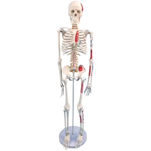 85 см окрашенные модели анатомического скелета человека образовательное оборудование с детализированными мышцами - Product Image 1