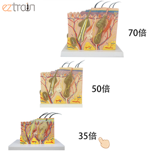 Modelo de Piel Humana Ampliada 35 Veces, Material de PVC, 20x12x12cm, para Educación Científica - Product Image 6