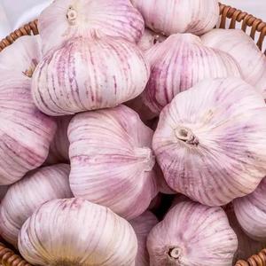 <span class=keywords><strong>Ajo</strong></span> Entero Cultivado en Granja, a Granel, 2.50 kg, 4cm-5cm, Fruto Grande, Seco, <span class=keywords><strong>Morado</strong></span> y Blanco de Fujian, Horneado, 1 Año de Duración - Product Image 1