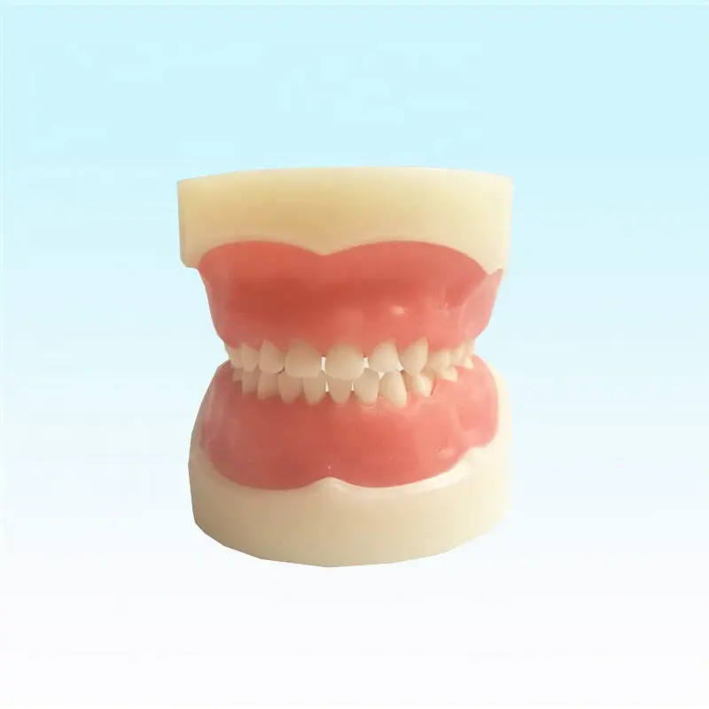 الأسنان نموذج للتدريب للأطفال القياسية الأسنان الاطفال نموذج لشكل الأسنان الأطفال نفضي الأسنان نموذج