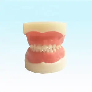Dental Training Model for Children Standard Dental Kids Teeth Model Children Deciduous Tooth Model