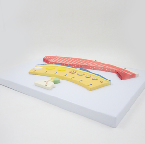 Modelo del Sistema Urogenital Femenino y del Ciclo <span class=keywords><strong>Menstrual</strong></span>, <span class=keywords><strong>Simulador</strong></span> de Folículo Ovárico y Lutea para la Enseñanza y el Entrenamiento de Anatomía Ginecológica - Product Image 2