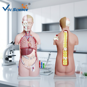 Maniquí de Torso Asexuado de Cabeza Fija, Modelo Anatómico para Entrenamiento Médico, Material de PVC para Escuelas <span class=keywords><strong>y</strong></span> Hospitales - Product Image 1