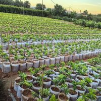 Offre Spéciale – Sacs de culture en tissu de 4 gallons pour semis, pots de pépinière, jardinières et sacs de culture pour légumes