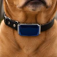Traceur GPS pour animaux de compagnie G12 2G, suivi de localisation en temps réel, haute précision, faible consommation d'énergie, longue durée de veille