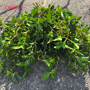 ใบต้นไทรปลอม DC149 ยาว 113 ซม. ต้นไม้ประดิษฐ์สีเขียวสำหรับตกแต่งบ้านและโครงการจัดสวน - Product Image 4