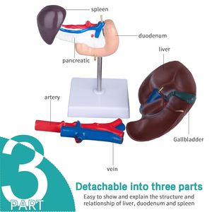 Hígado páncreas duodeno modelo tamaño real hígado anatomía modelo páncreas modelo para investigación médica y enseñanza - Product Image 4