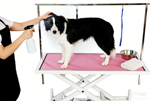 कुत्तों के लिए बड़ी इलेक्ट्रिक ग्रोमिंग टेबल, वाणिज्यिक पालतू देखभाल व्यवसाय के लिए कई रंगों में 1400 एक्स 600 मिमी शीर्ष - Product Image 2