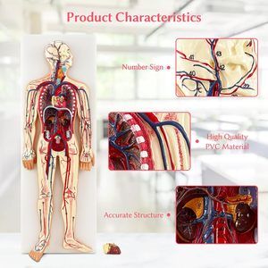 Anatomía humana para Estudiar los modelos de circulación sanguínea humana <span class=keywords><strong>del</strong></span> <span class=keywords><strong>sistema</strong></span> <span class=keywords><strong>circulatorio</strong></span> humano incluyen el Corazón desmontable - Product Image 5