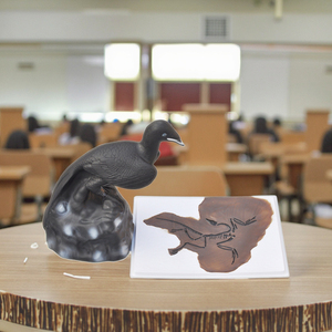 Archaeopteryx nhựa giải phẫu mô hình phục hồi mô hình chim nguồn gốc tiến hóa lý thuyết cổ sinh vật học dụng cụ giảng dạy - Product Image 6