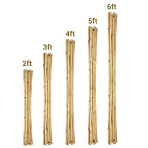 Supports pour plantes en bambou, piquets agricoles en bambou naturel séché, écologiques, durables, fournisseur en gros du Vietnam - Product Image 1