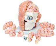 BMN/N028B Novo Modelo de Anatomia Cabeça PVC com Divisível <span class=keywords><strong>10</strong></span> Parte Artéria Cerebral para Educação em Ciências Médicas nas Escolas Hospitais - Product Image 2