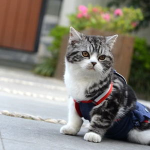 Nueva ropa de primavera y verano para mascotas para gatos, perros y perros pequeños Teddy Bichon <span class=keywords><strong>Hiromi</strong></span> Strap pantalones fisiológicos - Product Image 6