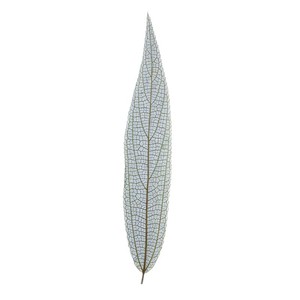 Hojas Secas de Debregeasia Orientalis Reales para Manualidades con Resina, Creación de Marcapáginas, Kit de Arte con Especímenes de Plantas Prensadas - Product Image 3