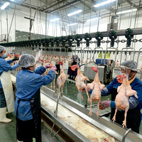 Chaîne de traitement automatique de volailles de qualité alimentaire Halal 1000-2000BPH, équipement d'abattage de poulets personnalisé en acier inoxydable 304, certifié CE ISO