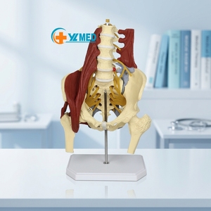 Vértebra Lumbar Humana Suspendida de Cinco Secciones con Hernia de Disco Intervertebral <span class=keywords><strong>y</strong></span> Nervio Muscular CE/ISO - Product Image 1