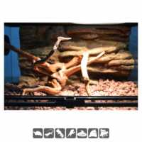 Petpetzone Luminaire en dôme profond réfléchissant pour reptiles en aluminium noir de 5,5 pouces, écologique, pour support d'ampoule en céramique E27