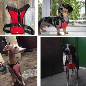 <span class=keywords><strong>Harness</strong></span> Anjing Kucing Nibao, Rompi Hewan Peliharaan yang Dapat Disesuaikan, Tali Jalan untuk Anak Anjing, <span class=keywords><strong>Harness</strong></span> Jaring Poliester untuk Anjing Kecil dan Sedang - Product Image 5