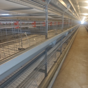 Nouveau système de cages à poulets de type H avec acier galvanisé et garantie de 2 ans pour équipement d'élevage avicole en batterie - Product Image 4