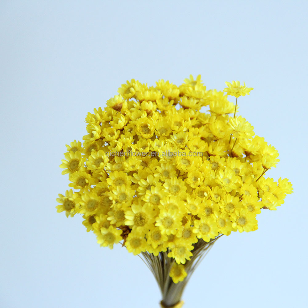Pourpre